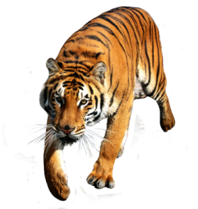 Tiger PNG-23232